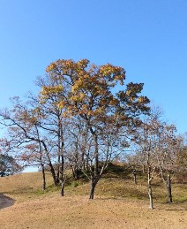 2018_12_10_yajima_2.jpg