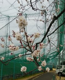 2019_2_25_yosimura_2.jpg