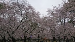 2019_4_1_yano.jpg