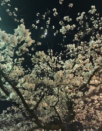 2019_4_8_osawa_2.jpg