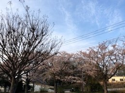 2019_4_8_sakurai_2.jpg