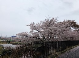2019_4_8_suda_2.jpg