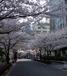 2019_4_8_yajima_2.jpg