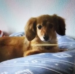 2019_8_5_yosimura_2.jpg
