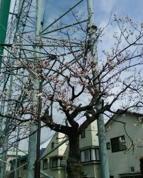3_6_yosimura.jpg