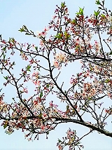 DSC_0524.jpg