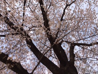 IMG_0956.JPG