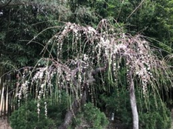 明日から3月！ゴルフが益々楽しくなる季節に♪サムネイル