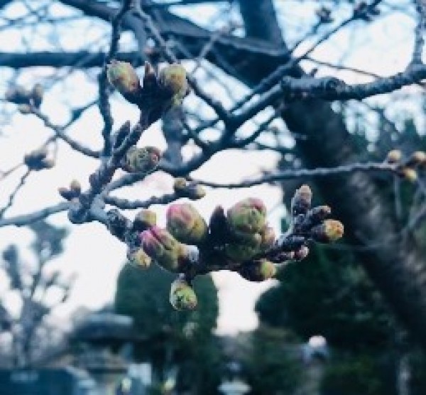 東京に桜の開花宣言！サムネイル