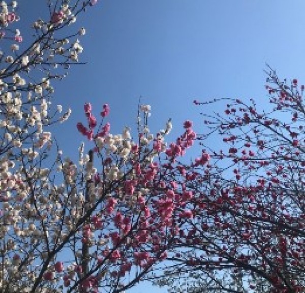 東京の桜が満開に！サムネイル