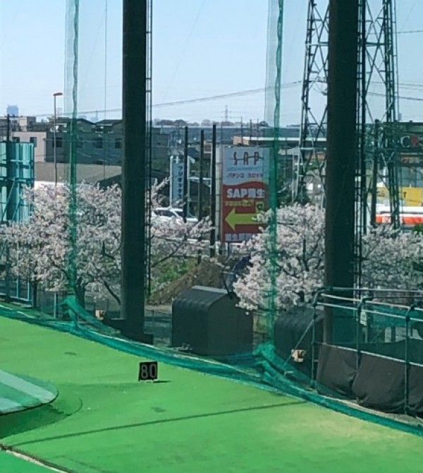 ゴルフ場も桜が満開でした！サムネイル