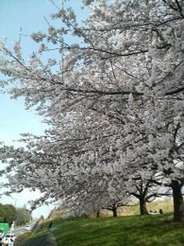 桜満開！サムネイル