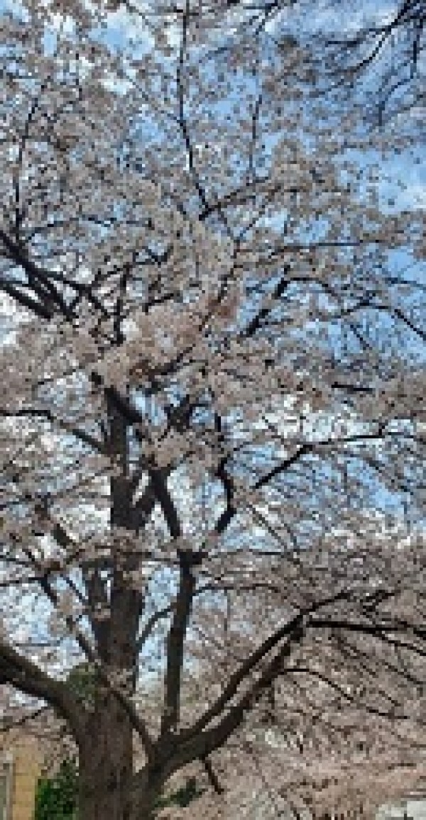 桜の季節に似合いますね！サムネイル
