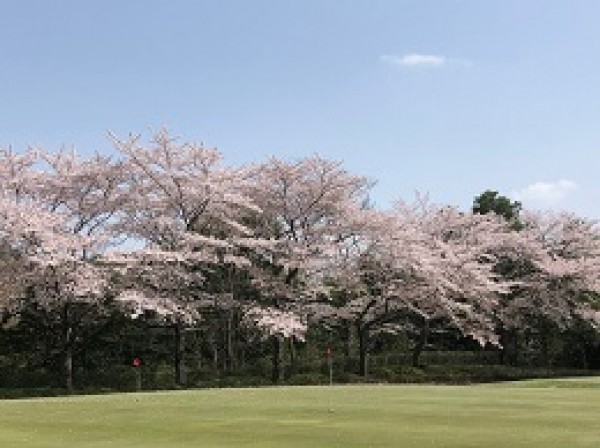ゴルフ場も桜が満開！サムネイル