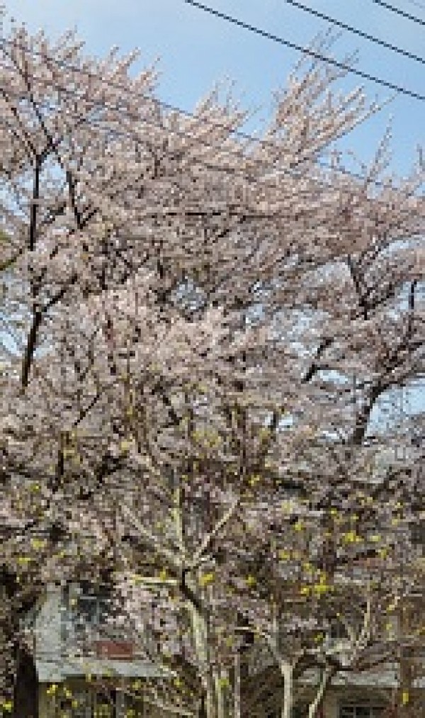 もうすぐゴルフの祭典サムネイル