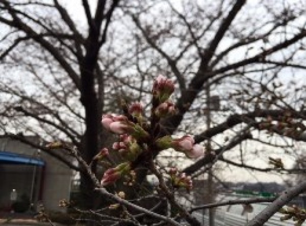 春といえば、桜とマスターズ！サムネイル
