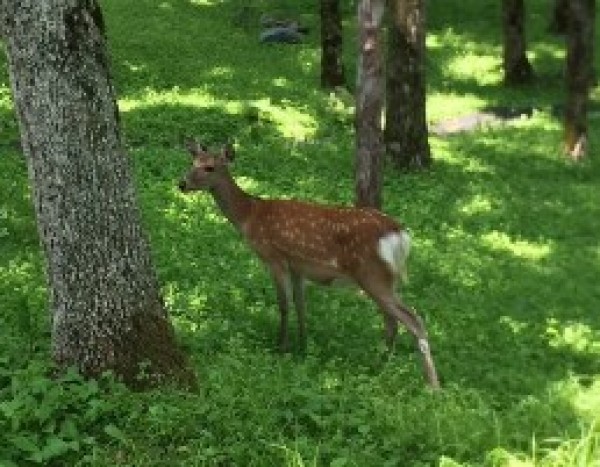 北海道ゴルフツアーに行って来ました！サムネイル